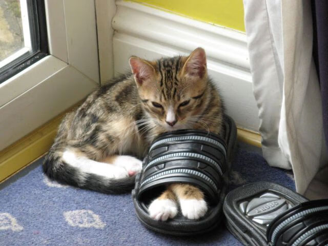 生死0.8秒!独行侠加时绝杀山西,哈利伯顿冷血三分终结悬念,这剧情太燃了!